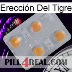 Erección Del Tigre 24